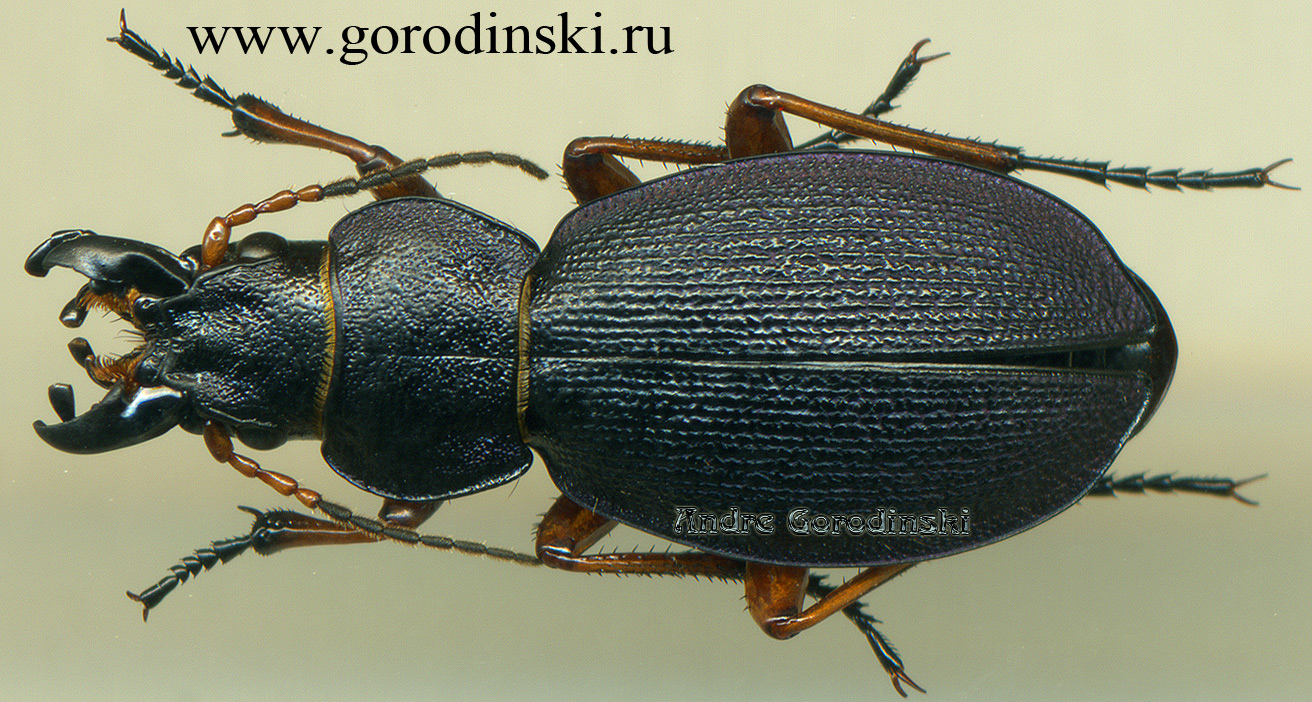 http://www.gorodinski.ru/carabus/Cryptocechenus sifanicus.jpg